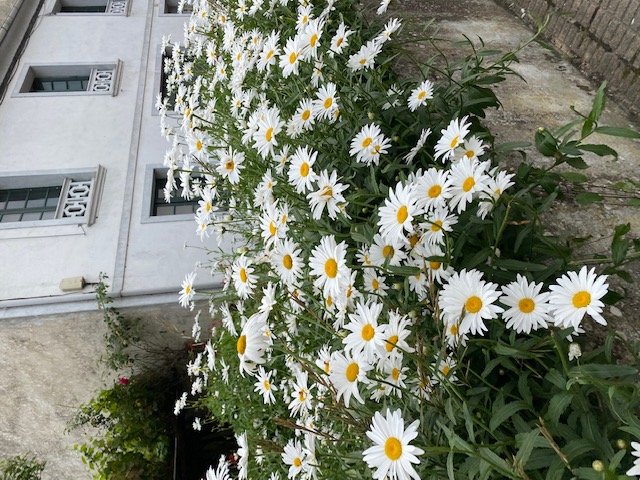 flores de campo montañoso